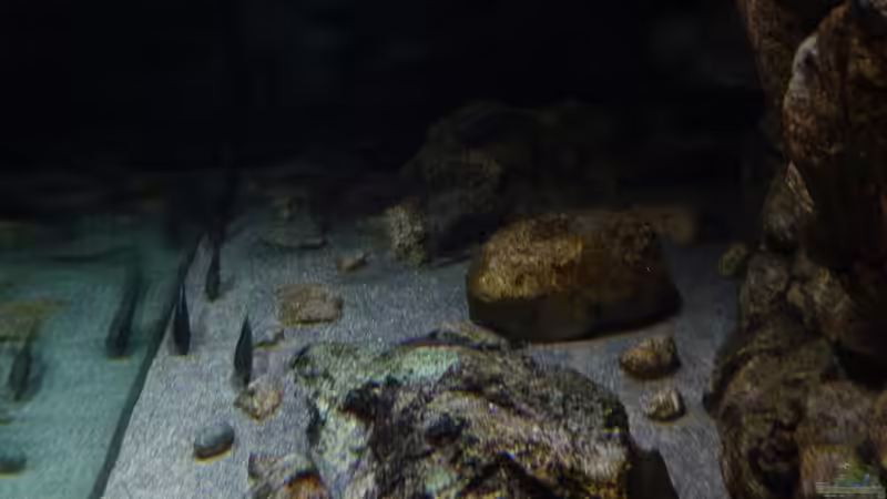 Seitenansicht hinten 02.11.2014 von DER YBBSTALER (37)