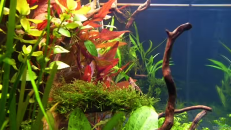 Seitenansicht links von *angelfish* (7)