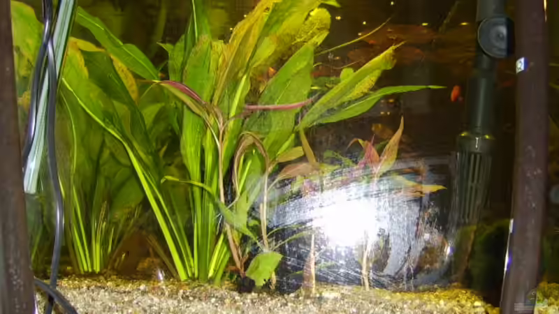 Seitenansicht links von Butterblume (5)