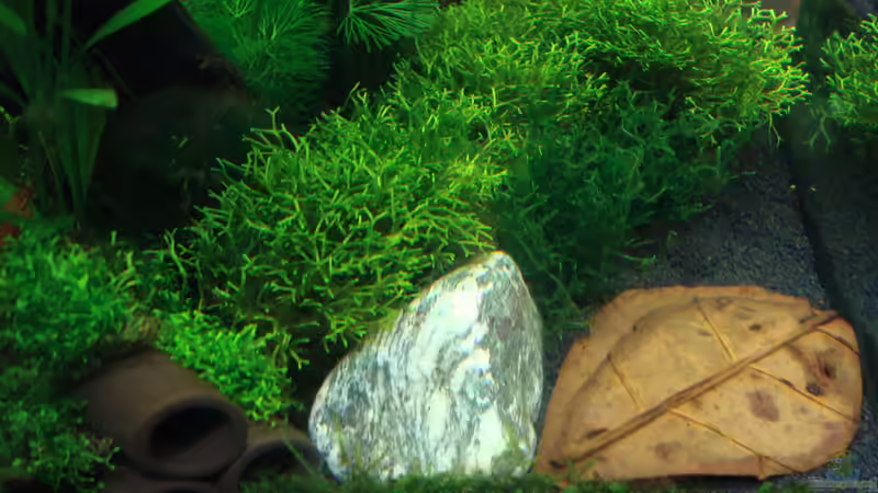 Seitenansicht (links) von Der Luxemburger (5)