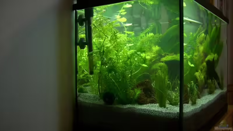 Seitenansicht links von Earkle (2)