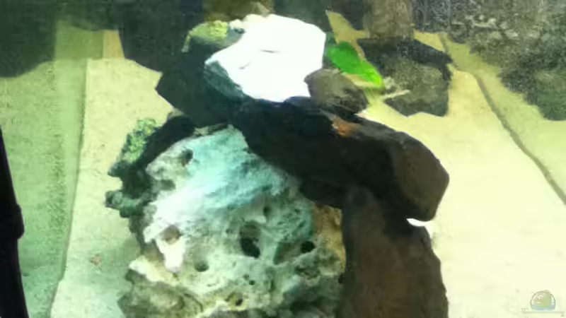 Seitenansicht links von Höffi (5)