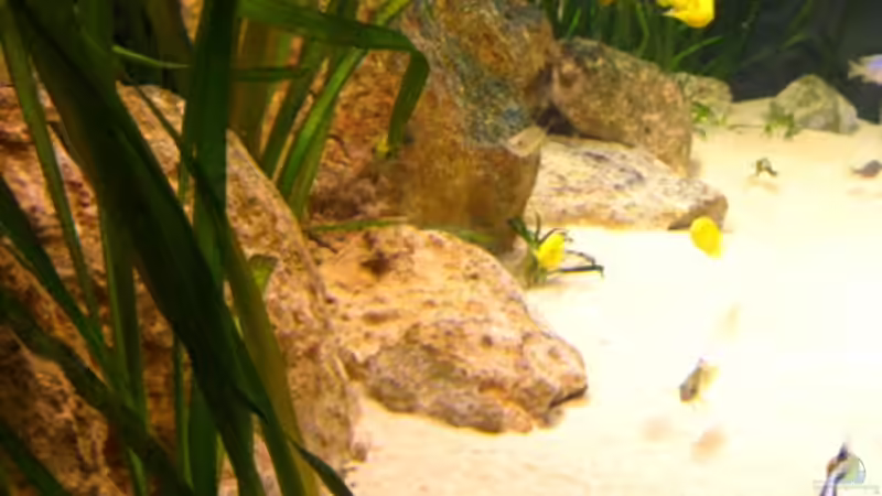 Seitenansicht links von Malawigo (5)