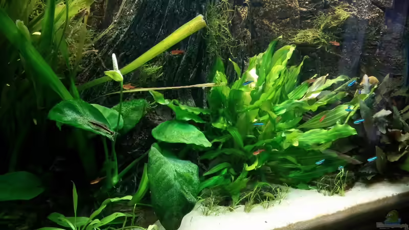 Seitenansicht links von MarSchel (2)