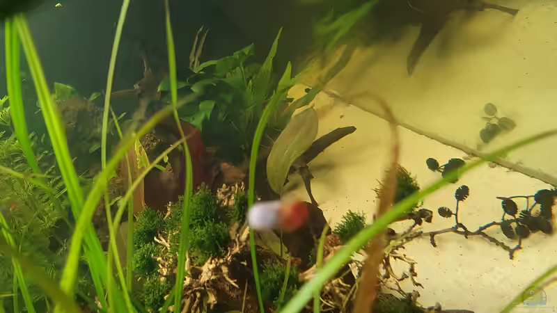 Seitenansicht links von Nietzus (15)