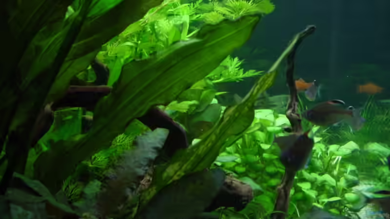 Seitenansicht links von nightdiver (2)