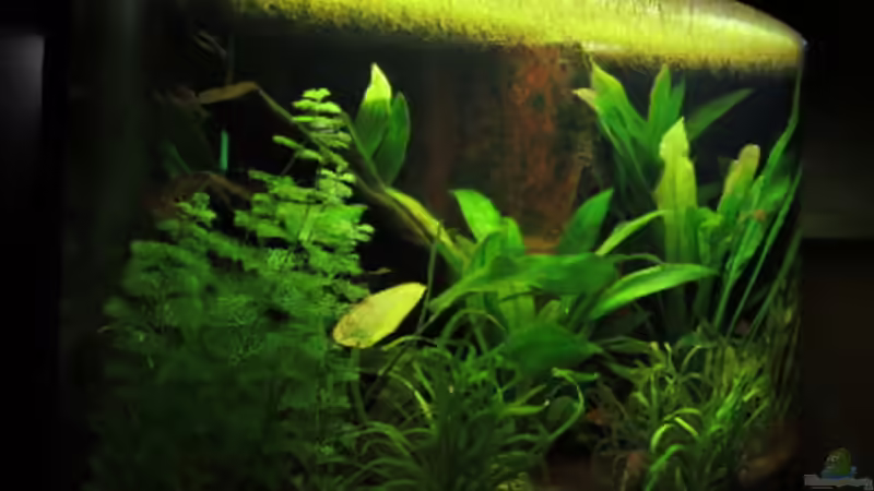 Seitenansicht Links von Phantom (6)