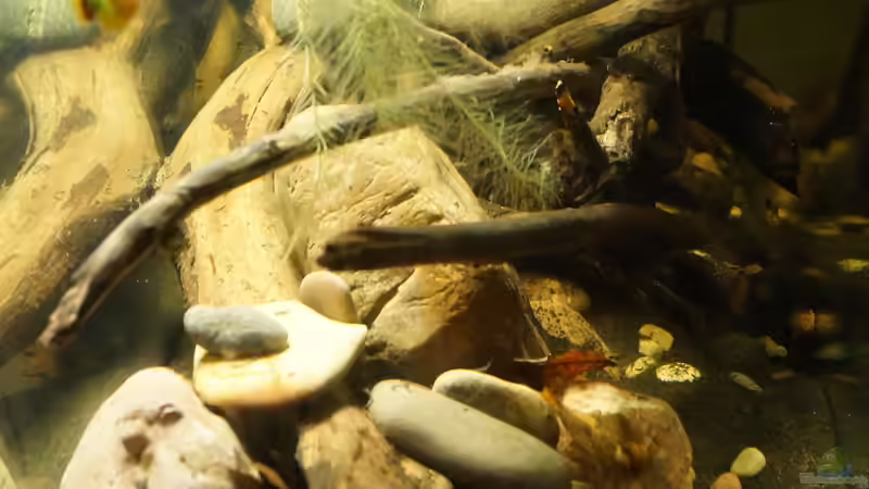 Seitenansicht Links von Rootsman (20)