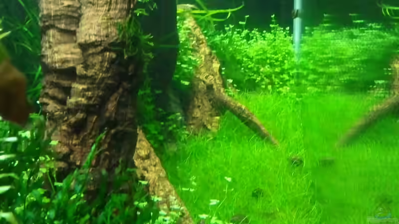 Seitenansicht mit Eleocharis acicularis (Nadelsimse) von Marcel Reiter (6)