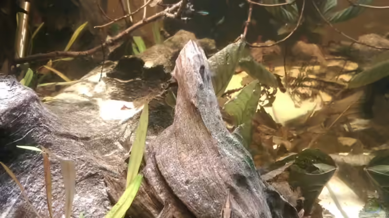 Seitenansicht mit Farlowella acus von naturalR (2)