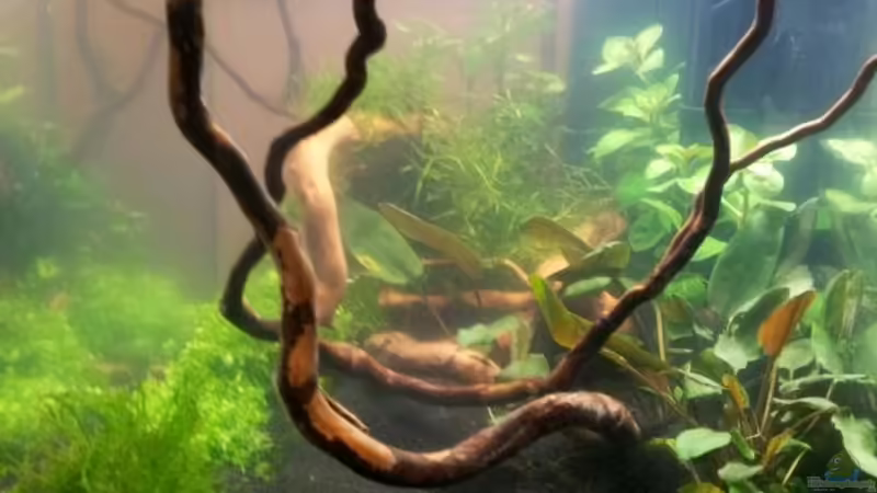 Seitenansicht mit L. repens von feuervogel-82 (8)