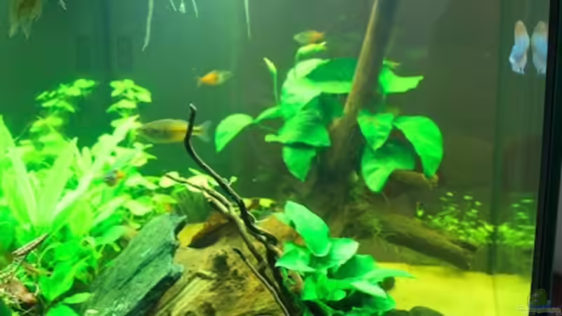 Seitenansicht mit Schwimmpflanzen von moehriam (28)