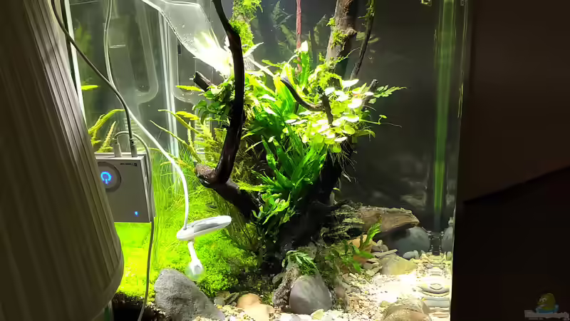 Seitenansicht mit Twinstar (Standzeit 3 Wochen) von koba2 (10)