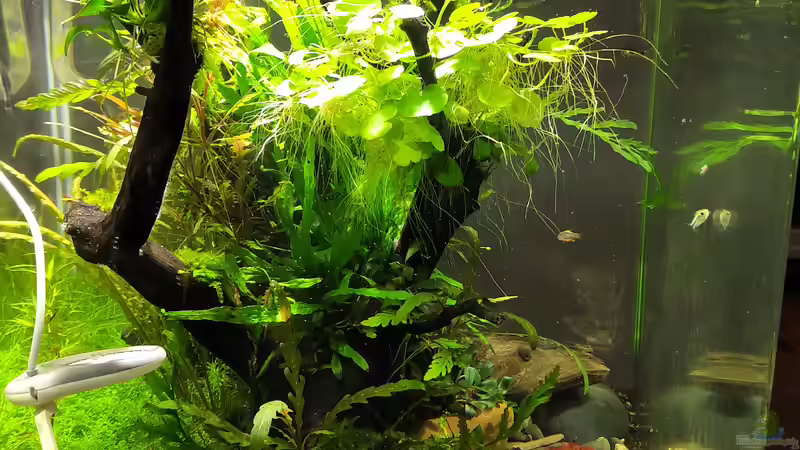 Seitenansicht mit Twinstar von koba2 (3)