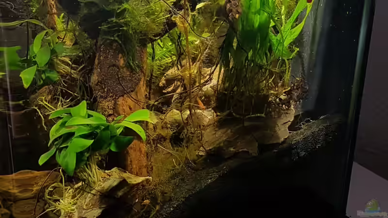 Seitenansicht nach 5 Wochen  von Erik H. (6)