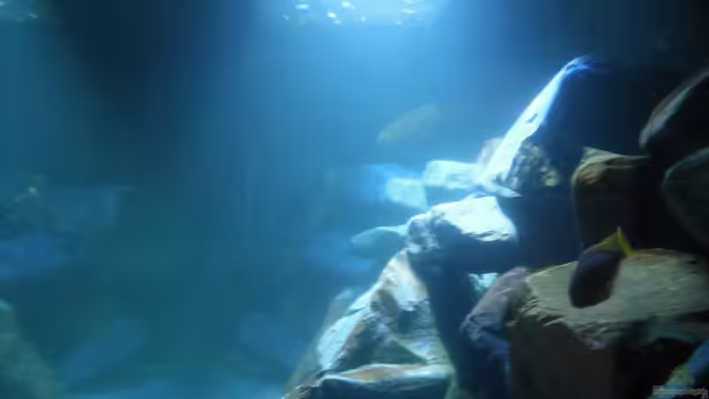 Seitenansicht Recht von Vision (2)