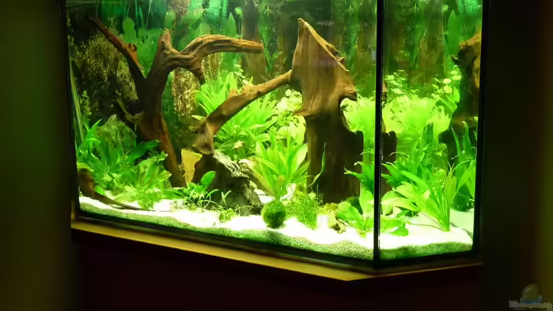 Seitenansicht rechts 01 von mihä (5)