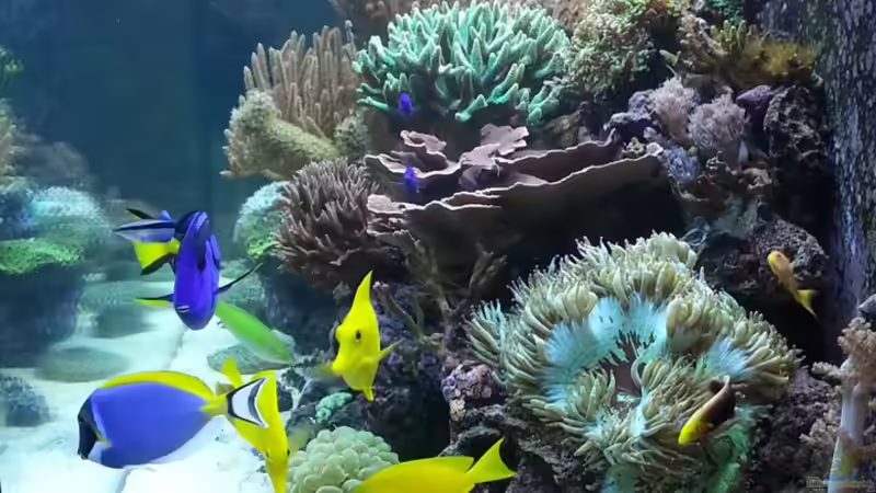 Seitenansicht rechts Stand 11 Monate ! von urbi (25)