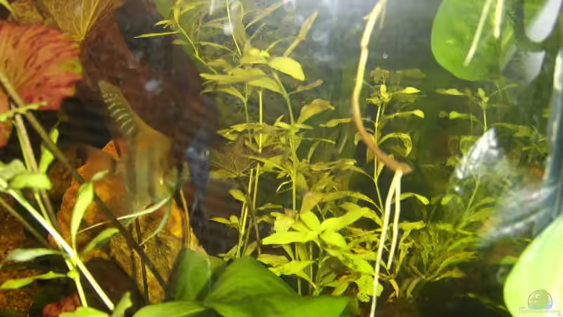 Seitenansicht rechts von Butterblume (3)