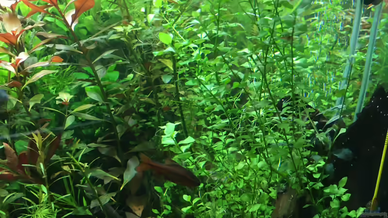 Seitenansicht rechts von Christian Bernreiter (6)