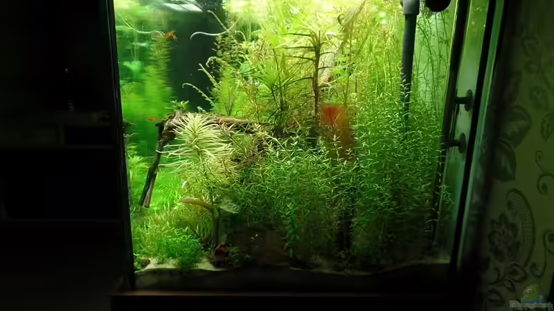 Seitenansicht rechts von Daniel Gall (5)