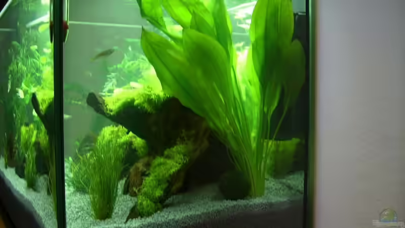 Seitenansicht rechts von Earkle (3)