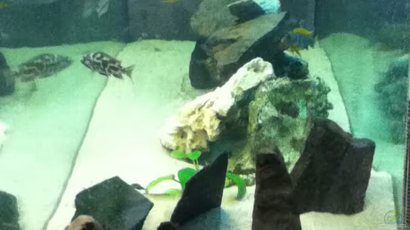 Seitenansicht rechts von Höffi (6)