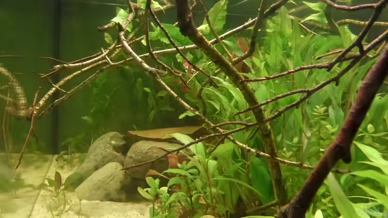 Seitenansicht rechts von Leon St (5)