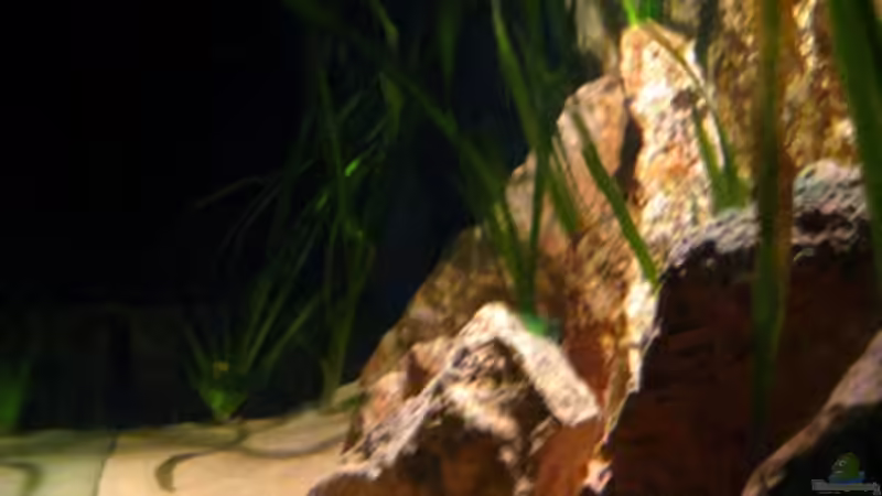 Seitenansicht rechts von Malawigo (6)