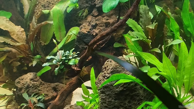 Seitenansicht rechts von Nietzus (13)