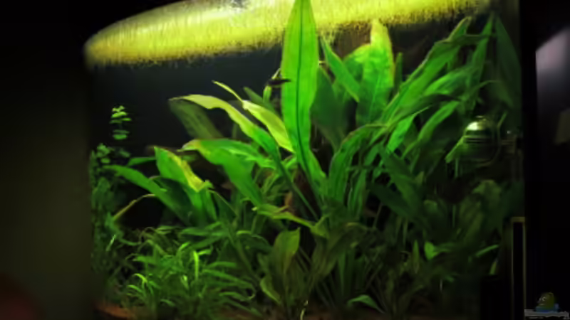 Seitenansicht Rechts von Phantom (5)