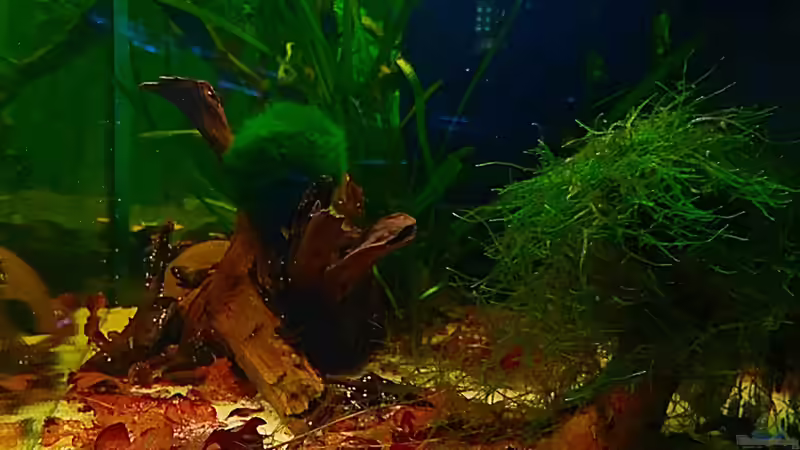 Seitenansicht rechts von Sale87 (3)