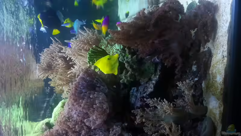 Seitenansicht Stand 15 Monate ! von urbi (61)