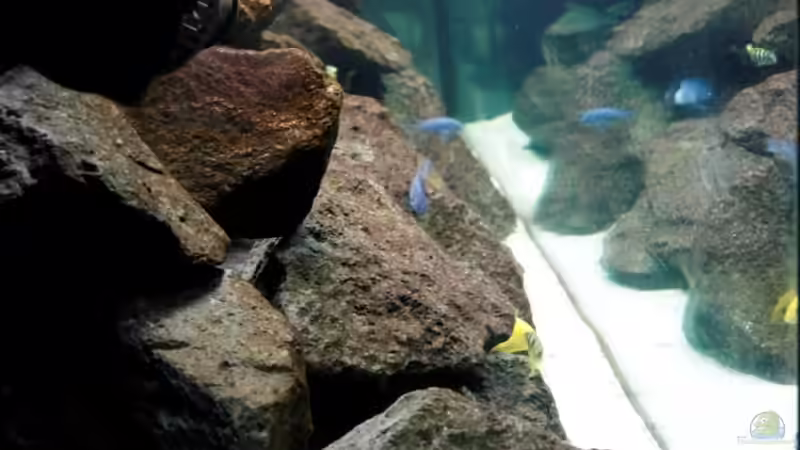 Seitenansicht (Strömungspumpe, roter Aufwuchs) von Felsenjunkie (7)