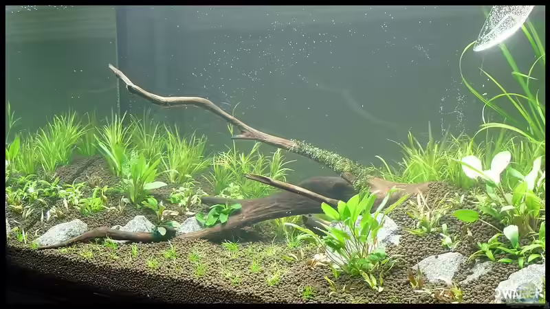 Seitenansicht Tag 1 nach Bepflanzung von Konzi (6)