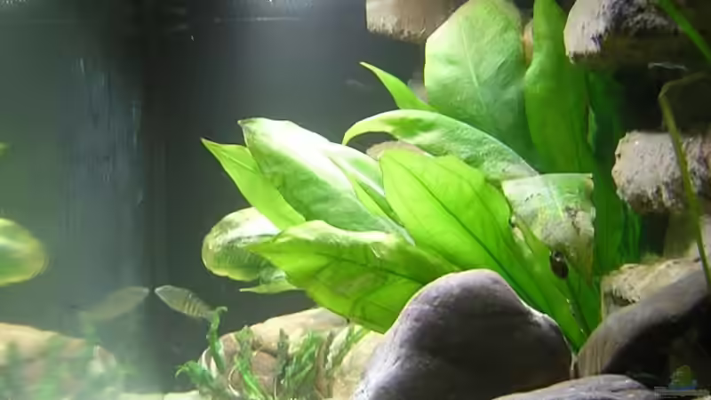 Seitenansicht (v. rechts) von Markus M. (4)