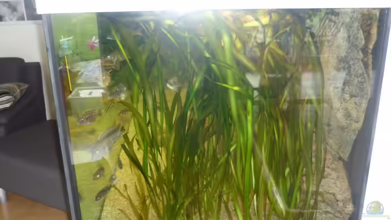 Seitenansicht Vallisnerienwald vor einem Jahr von Crenii (16)