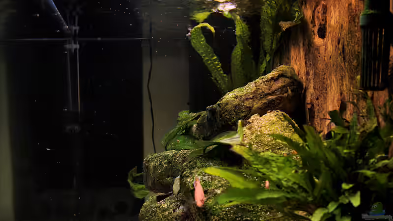 Seitenansicht vom 21.11.2009 von Jonas H (2)