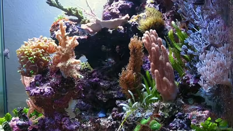 Seitenansicht vom 31.12.06 von Petra Kallmeyer (3)