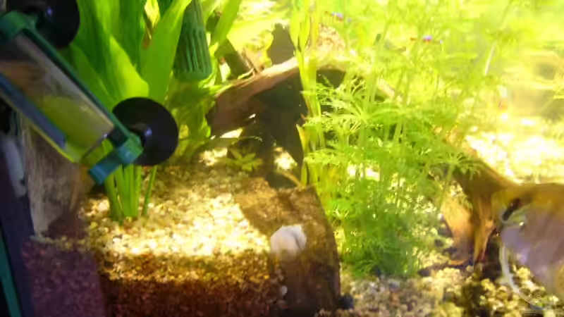 Seitenansicht vom Aquarium. Das ist die Besagte mauer, einziger wehrmutstropfen ist, dass man den silikonhaltepunkt sehen kann, ist aber nur von einer seite sichtbar, die an einem schrank steht von Matthias Drong (9)