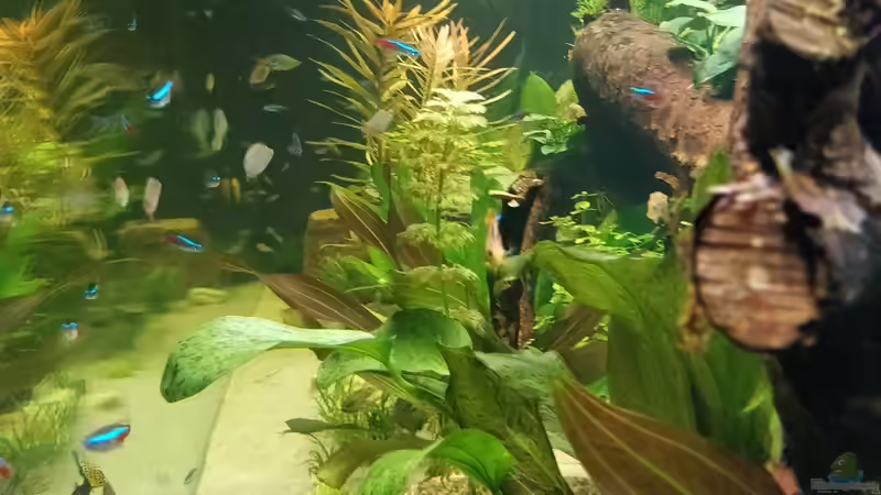 Seitenansicht vom Becken von Woidma (58)