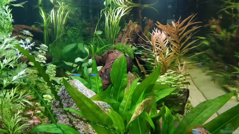 Seitenansicht vom Becken vorne von Woidma (59)