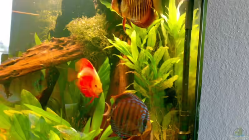 Seitenansicht vom Sofa aus von Amazonasbecken.eu (7)