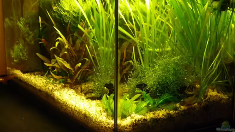 Seitenansicht von A. G. (3)