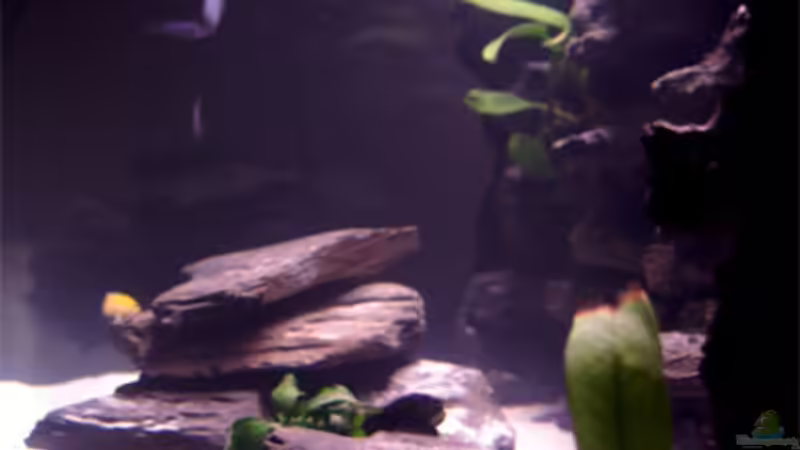 Seitenansicht von Andre Lorenz (3)