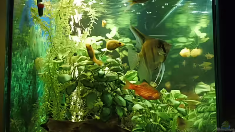 Seitenansicht von aqua david (2)