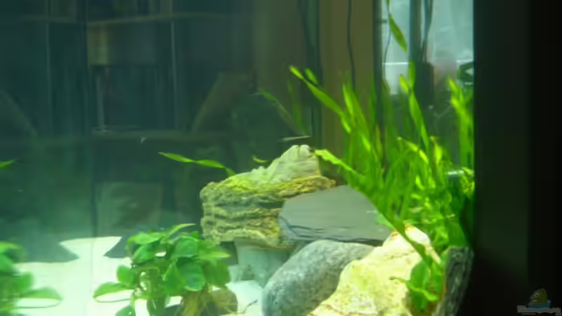 Seitenansicht von aqua fuchs (2)