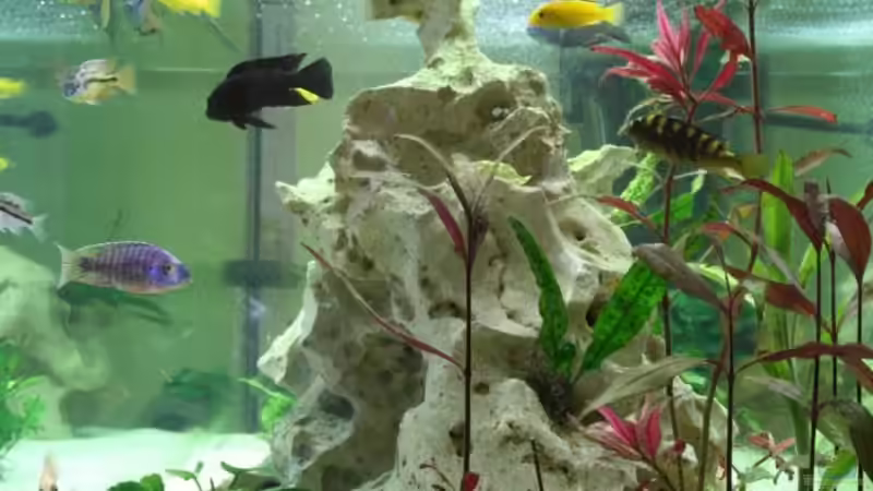 seitenansicht von Axel Dworak (2)