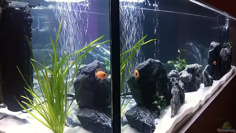 Seitenansicht von axxo (6)