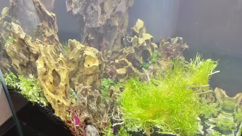 Seitenansicht von bLy (6)